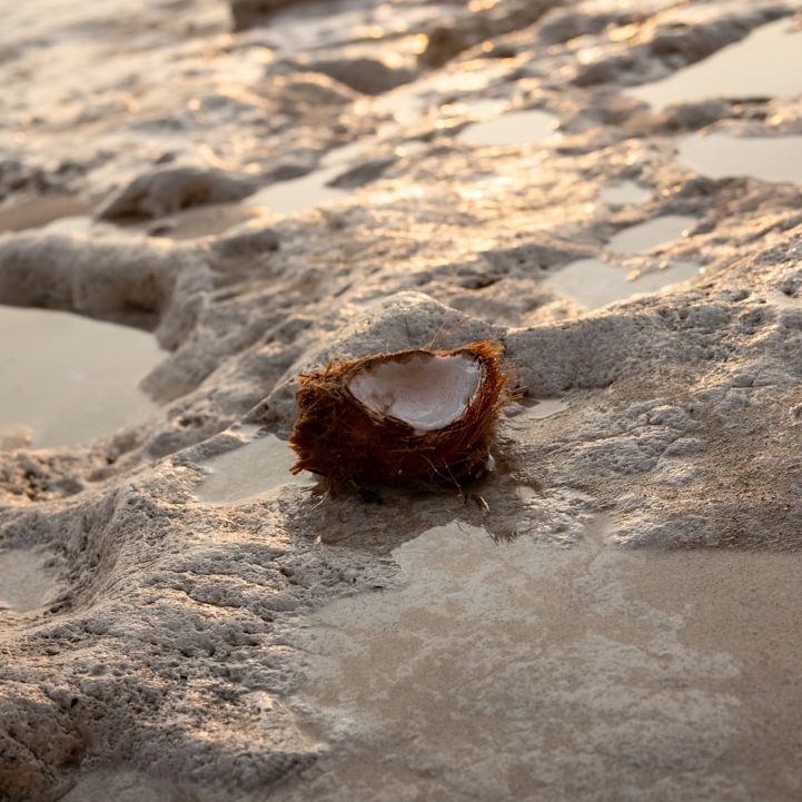Método bienestar y performance Cáscara de coco sobre arena mojada en una playa. Método bienestar y performance.