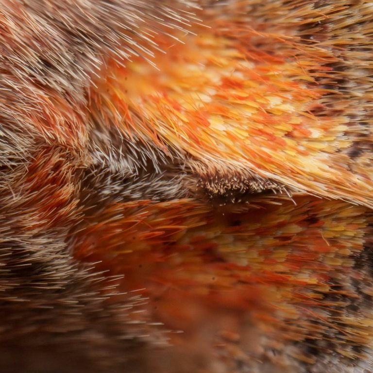 Dermatología Estética Textura suave y colorida en tonos anaranjados y marrones. Dermatología Estética para corregir lunares y verrugas.